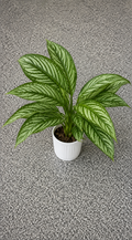 Artificial Green Variegated Potted Plant