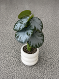 Artificial Silver Leaf Potted Plant