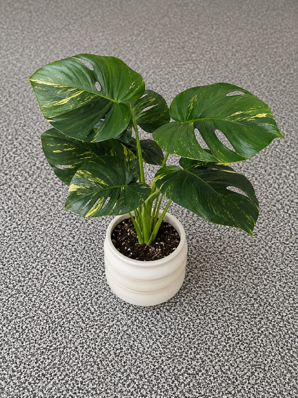 Artificial Variegated Monstera Potted Plant – White Pot
