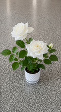 Artificial White Rose Arrangement – Potted