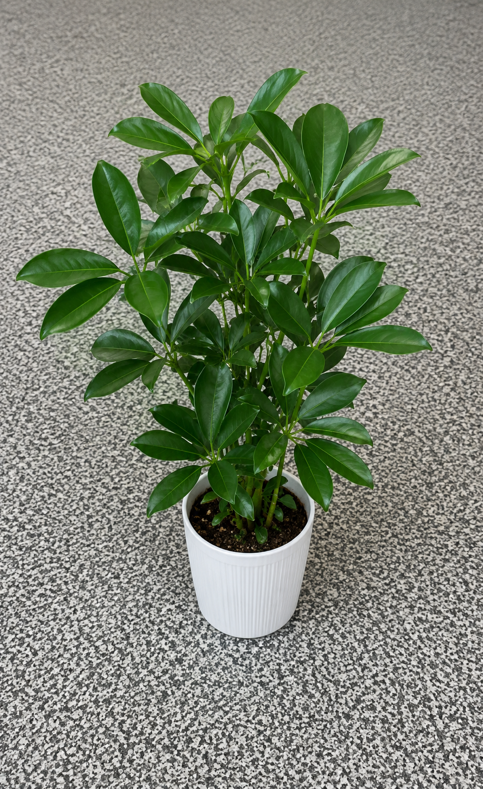 Artificial Green Foliage Plant in White Pot